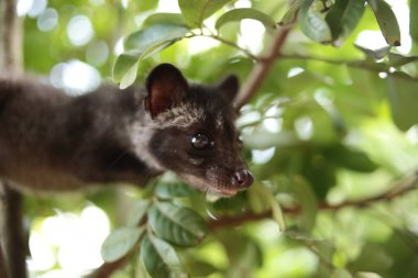Civet Cat on Tree clipart