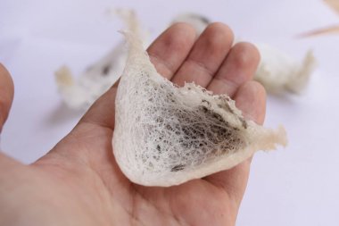 Taze hasat Işlenmemiş kırlangıç kuş yuvası yakın