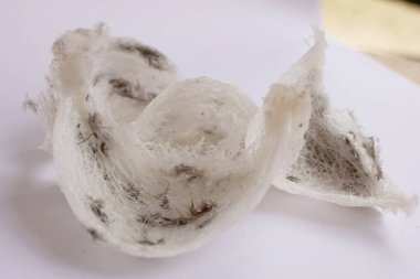 Taze hasat Işlenmemiş kırlangıç kuş yuvası yakın