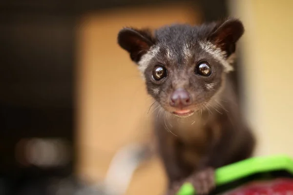 Civet Cat close-up — Stockfoto