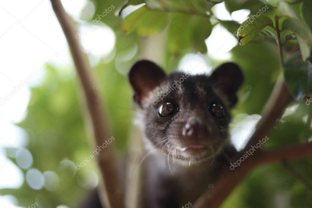 Civet Cat on Tree