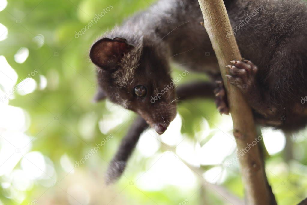 Civet Cat on Tree