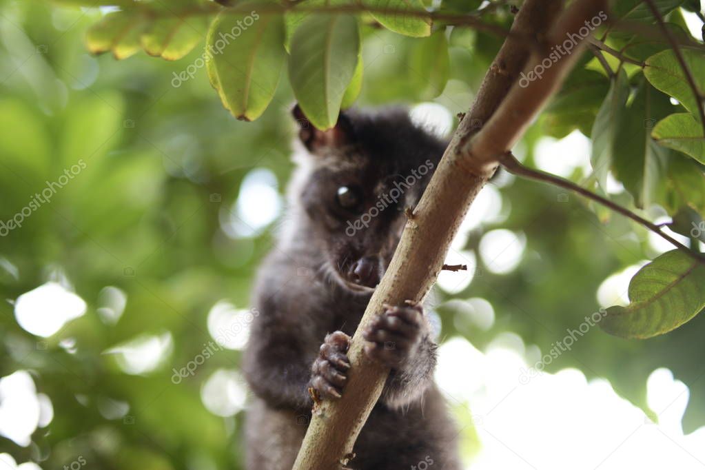 Civet Cat on Tree