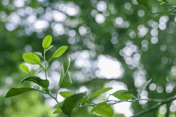 Fresh Green Nature Background — Stock Photo, Image