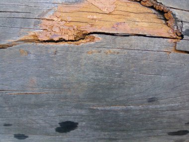 Eski ahşap kalas dokusu 