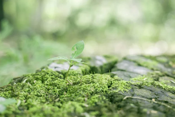 Färska gröna naturen bakgrund — Stockfoto