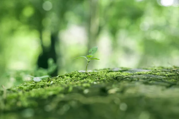 清新的绿色自然背景 — 图库照片