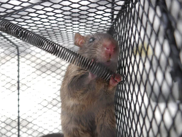 Ratto in trappola — Foto Stock