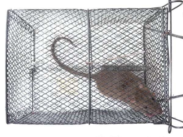 Rat in Val — Stockfoto