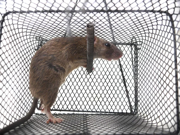 Ratto in trappola — Foto Stock