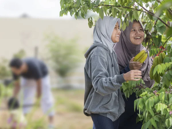 イスラム教徒の母と娘は、ホームガーデンで果物を収穫 — ストック写真
