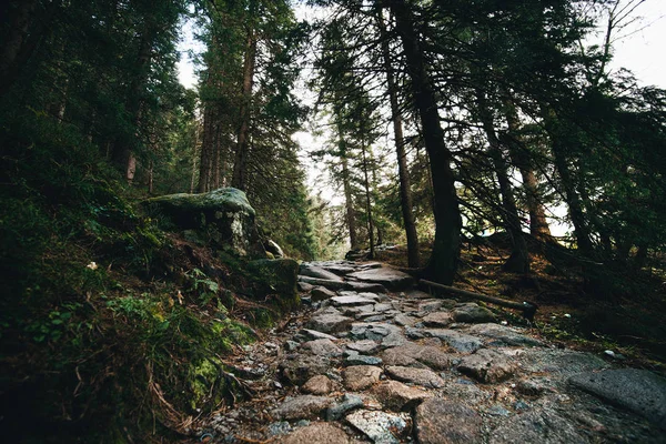 Camino Piedra Antiguo Bosque Polaco — Foto de Stock