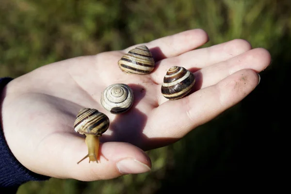 Sur Main Enfant Des Escargots Vivants — Photo