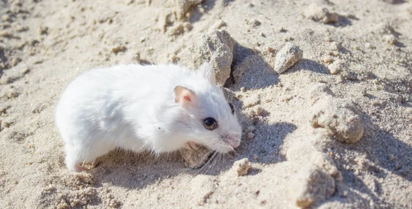 Piccolo Animale Divertente Uno Sfondo Legno Bianco Piccolo Criceto Affascinante — Foto Stock