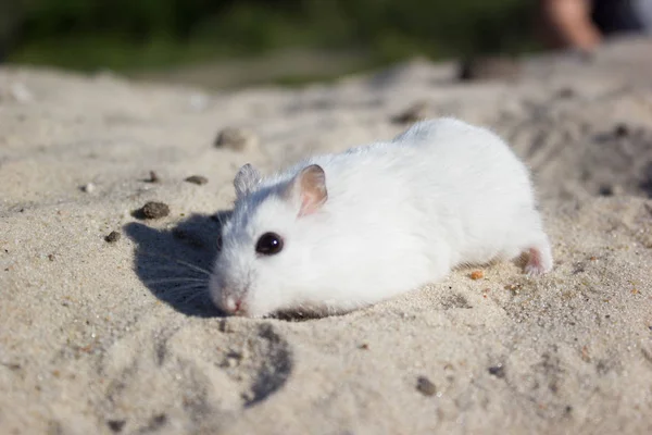 Λίγο Αστείο Ζώο Λευκό Φόντο Ξύλινη Ένα Μικροσκοπικό Χάμστερ Γοητευτική — Φωτογραφία Αρχείου