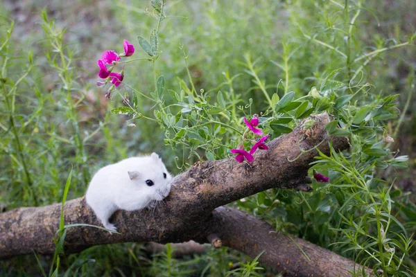 Little funny animal on a white wooden background. A tiny charming smart hamster posing in a photo studio. Dzhungar hamster ridiculously raised one leg and sniffed the air.