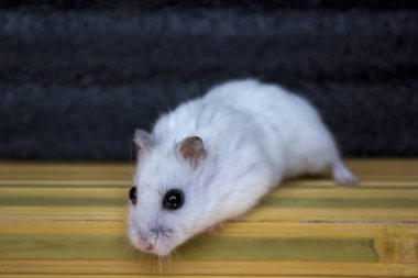 Hamster beyaz yakışıklı