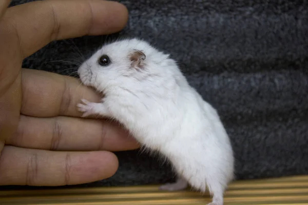 Hamster white handsome — Stock Photo, Image