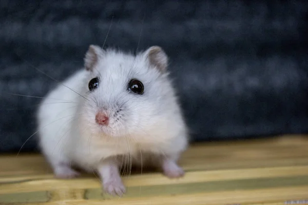 Hamster branco bonito — Fotografia de Stock