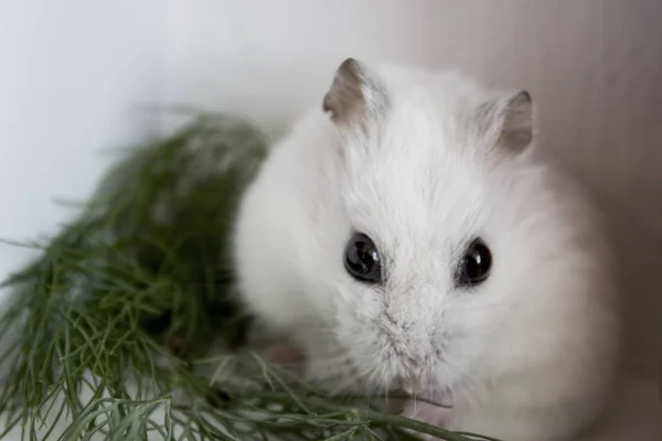 Hamster white handsome — Stock Photo, Image