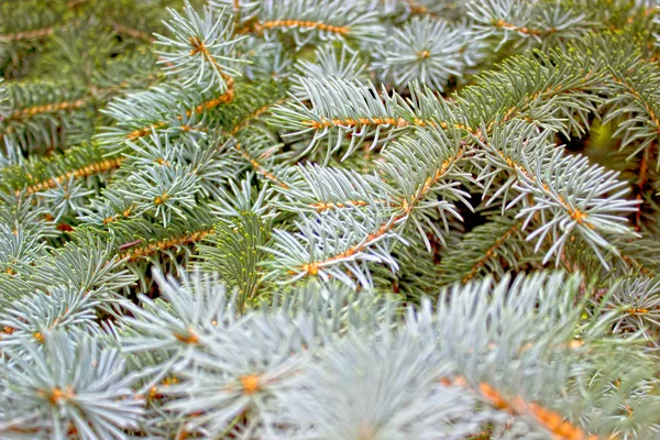 Fondo del árbol de Navidad hermosas agujas — Foto de Stock