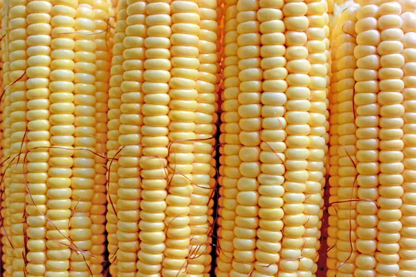 Kukurydzy dojrzałych żółty — Zdjęcie stockowe