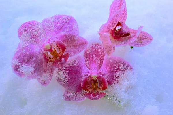 Orchidées dans la neige — Photo