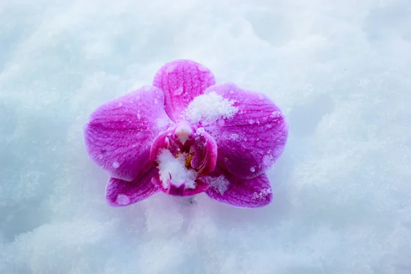 Орхидеи в снегу — стоковое фото