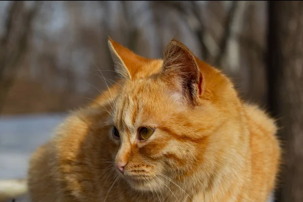 Retrato Gato Invierno Parque —  Fotos de Stock