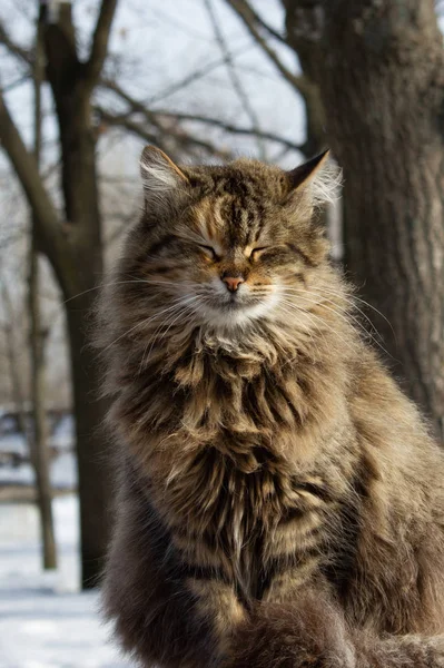 Retrato Gato Inverno Parque — Fotografia de Stock