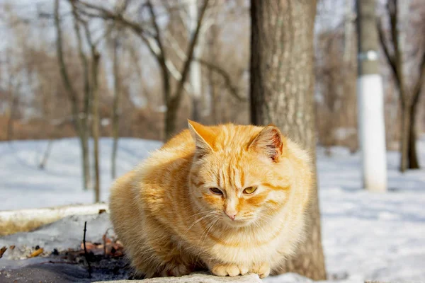 Portrait of a cat in the winter in the park