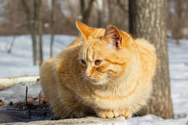 公园里冬天猫的肖像 — 图库照片