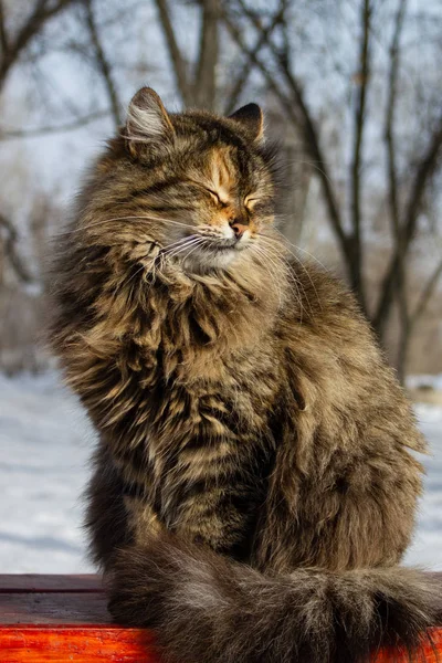Портрет Кошки Зимой Парке — стоковое фото