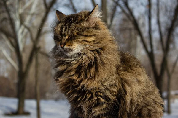 Portrait of a cat in the winter in the park