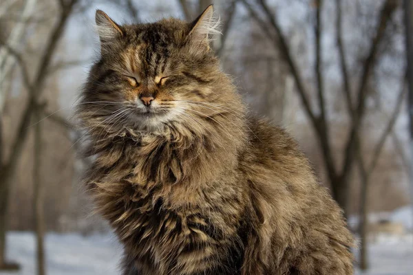 Portrait of a cat in the winter in the park