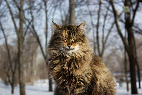 Portrait of a cat in the winter in the park