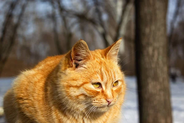 公园里冬天猫的肖像 — 图库照片