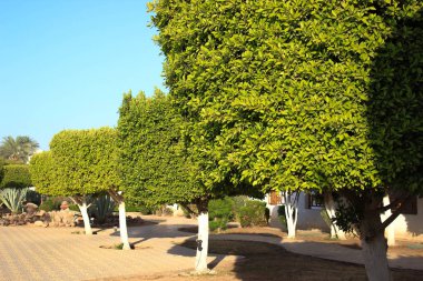 Palmiye ağaçları, çalılar ve diğer bitkiler