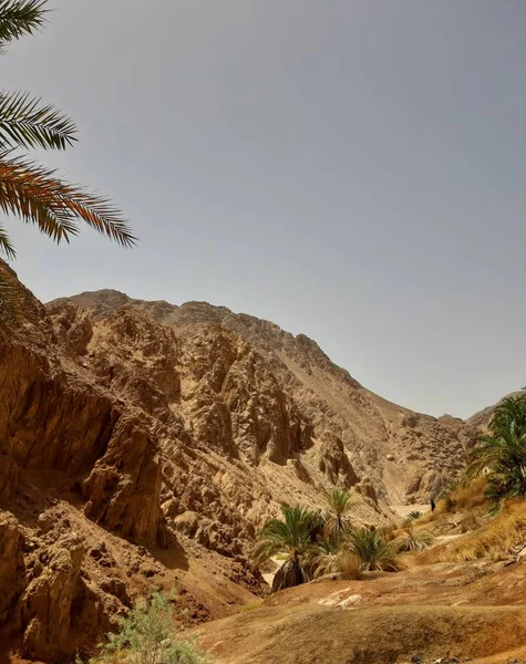 Palmbomen en struiken en andere planten — Stockfoto