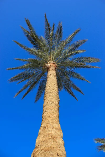 Palm trees and bushes and other plants — Stock Photo, Image