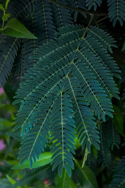 Beautiful leaf lives in Egypt — Stock Photo, Image