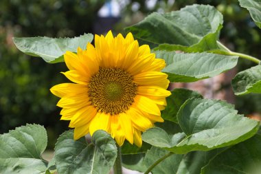 Açık mavi gökyüzünde parlak sarı ayçiçeği: Bir ayçiçeğinin canlı yakın çekimi derin mavi bir gökyüzüne karşı, yazın, doğanın ve mutluluğun mükemmel bir sembolü,.