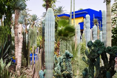 Majorelle Bahçesi Egzotik Oasis - Marakeş 'teki ikonik Majorelle Bahçesi' nin geniş bir görüntüsü, yemyeşil, egzotik bitkiler, kaktüsler, palmiye ağaçları ve arka planda imzası olan parlak mavi bina..