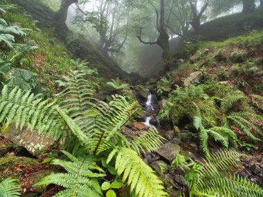 Akıp giden bir deresi olan sihirli sisli orman, nemli ve sisli bir günde, eğreltiotu ve yosun kaplı kayalarla dolu, yemyeşil, vahşi bir ormanın içinden akan sakin bir dere manzarası..