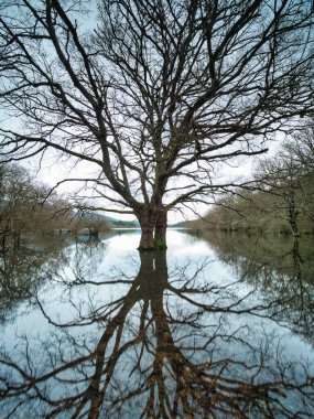 Şok edici ağaç yansıması ile sel basmış bir orman, bulutlu bir günde, durgun, camsı suya mükemmel bir şekilde yansıyan, önde gelen çıplak bir ağaçla dolu, sel dolu bir ormanın dramatik geniş bir görüntüsü..