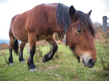 Dağ manzarasında vahşi kahverengi at - Çimenli bir tarlada duran güzel, vahşi kahverengi at, dağların sisli katmanları ve arka planda bulutlu bir gökyüzü.