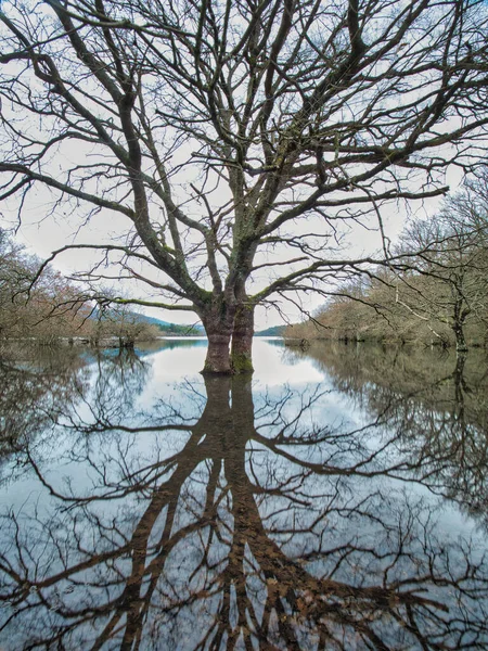 Şok edici ağaç yansıması ile sel basmış bir orman, bulutlu bir günde, durgun, camsı suya mükemmel bir şekilde yansıyan, önde gelen çıplak bir ağaçla dolu, sel dolu bir ormanın dramatik geniş bir görüntüsü..