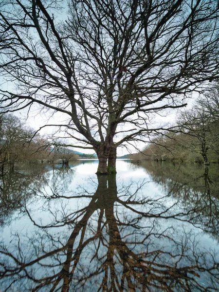 Şok edici ağaç yansıması ile sel basmış bir orman, bulutlu bir günde, durgun, camsı suya mükemmel bir şekilde yansıyan, önde gelen çıplak bir ağaçla dolu, sel dolu bir ormanın dramatik geniş bir görüntüsü..