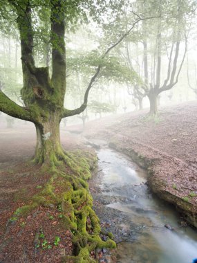 Yosunlu ağaçlar ve kökleriyle sisli orman akıntısı sisli, yosun kaplı ağaçlar ve onların açıkta kalan kökleriyle küçük bir akarsuyun sakin, mistik bir görüntüsü..