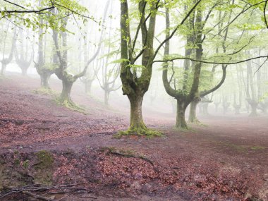 Antik kayın ağaçlarıyla kaplı büyüleyici sisli orman eski kayın ağaçları ve onların eğri büğrü, yosun kaplı dalları kalın sislerin arasında kaybolan büyülü bir ormanın geniş ve mistik bir görüntüsü..